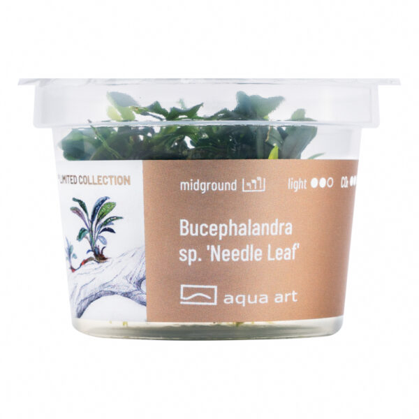 Biljka Bucephalandra sp "Needle leaf" in vitro