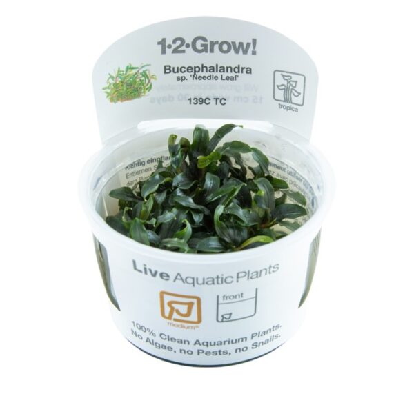 Biljka Bucephalandra "Needle leaf" Tropica