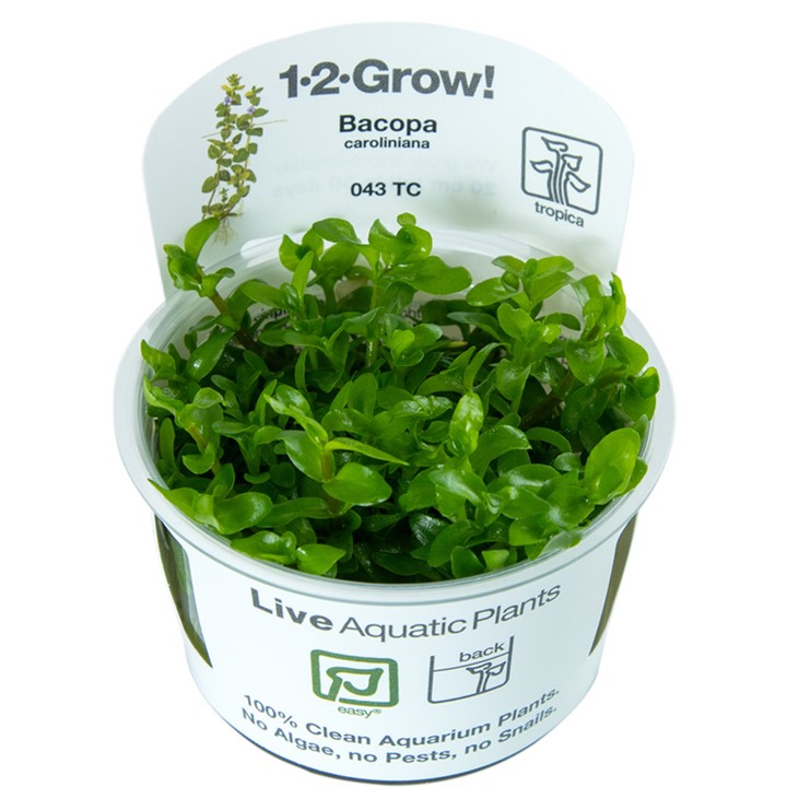 TC043 Biljka Bacopa caroliniana in vitro Tropica