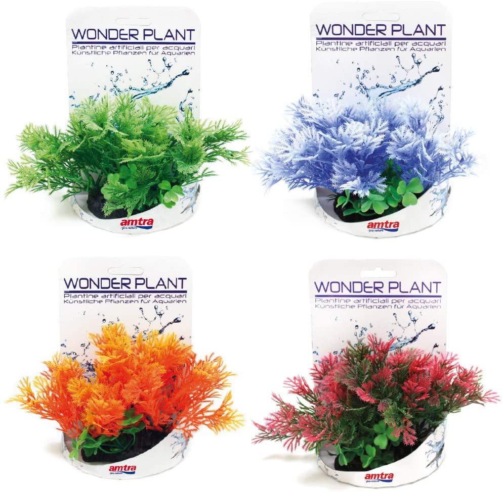 Wonder plant
